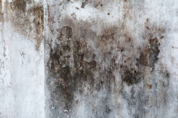 Professional Mold Removal in Keno, OR