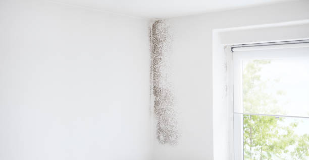 Best Comprehensive Air Testing for Mold Contaminants  in Keno, OR