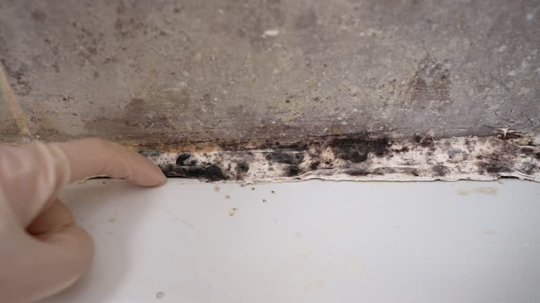 Best Commercial Mold Inspection  in Keno, OR